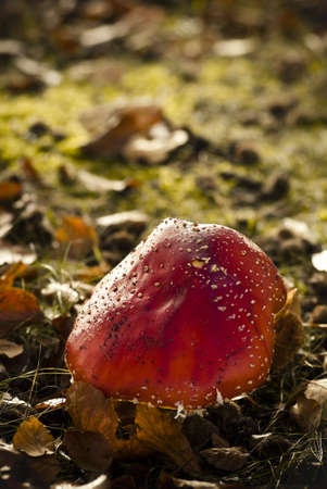 boletusの写真素材