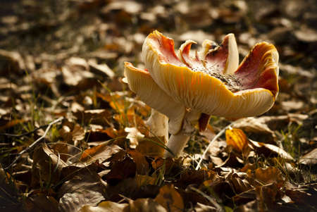 boletusの写真素材