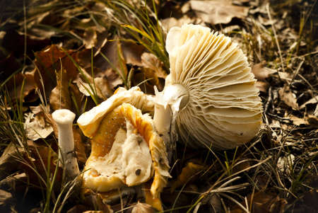 boletus broken downの写真素材