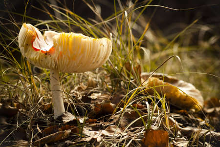 boletusの写真素材