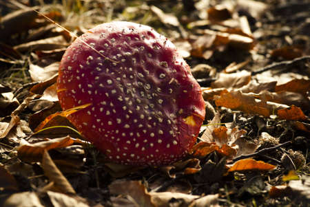 boletusの写真素材