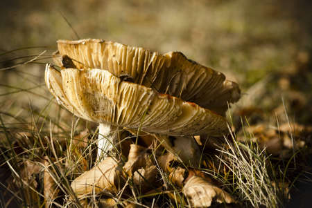 boletusの写真素材