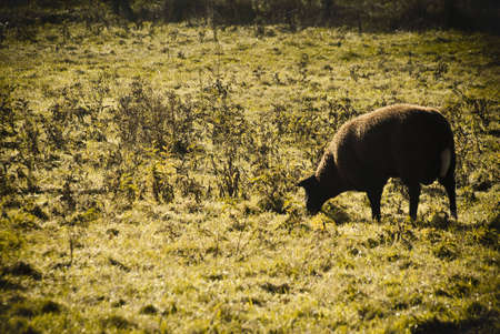 sheep grazingの写真素材