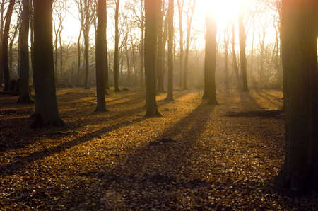 lights in the woods in Autumnの写真素材