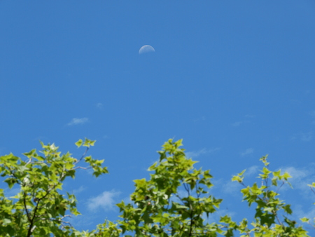 Moon in the blue skyの写真素材