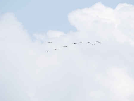 Threskiornis aethiopicus flying in blue sky and white cloudsの写真素材
