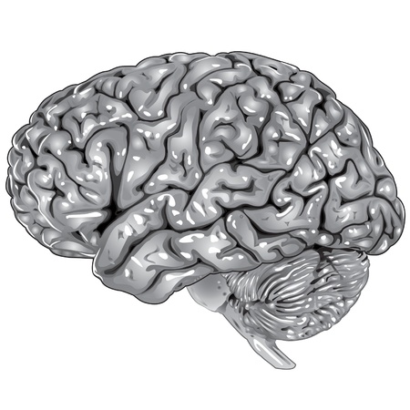 Human brain lateral viewのイラスト素材
