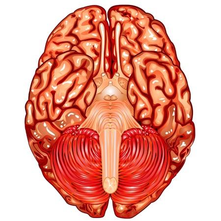 Human brain underside view vectorのイラスト素材