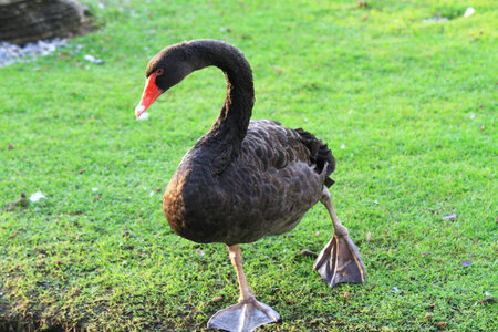 Black swan standing on grass ground の写真素材