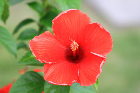 closeup desert rose flowers, Impala Lily; Mock Azaleaの写真素材