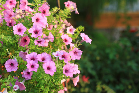 Pink and purple Petunia flower for background used, Petunia Hybridaの写真素材