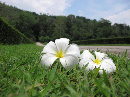 Closed up of white frangipani flowers fall on the grass areas の写真素材