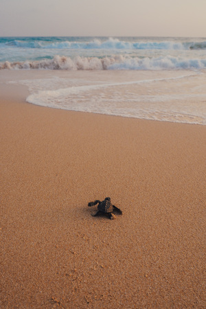 Small turtles backing to the ocean