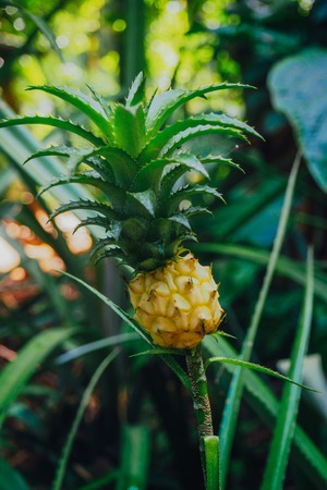 Small Pineapple Pineapple, a tropical plant, with an edible fruit, growing from its parent plant.の写真素材