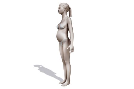 3d human model. Pictures of Human Reference For 3d Modeling. Man and woman anatomy reference 3d model. The human body isolated on white background. Human anatomy graphic drawingの写真素材