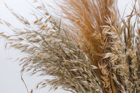 Beige dried flowers bouquet. Detail of a bunch of dried flowers and grass. Close-up of beautiful creamy dry grass bouquet. Floral home decoration.の写真素材