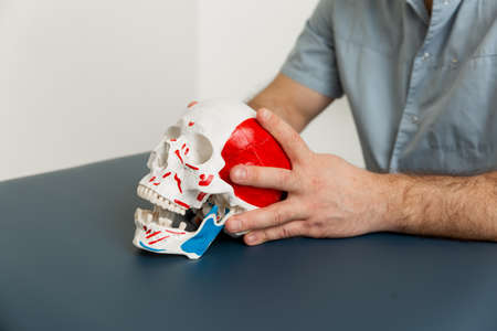 Doctor is holding a human skull in his hands. Professor studying human skeleton in lab. Skull model on the table in medical office for education. Osteopathy. Chiropractic treatment.の写真素材