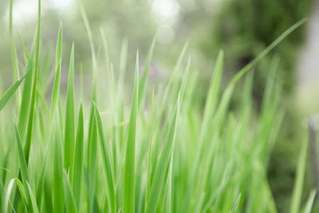Green grass texture as background. Perspective view and selective focus. artistic abstract spring or...