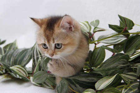 British shorthair kitten of golden color on white background and green leaves. Cute red chinchilla kitten. Pets at cozy home. Top down view web banner. Funny adorable pets cats. Postcard concept.の写真素材