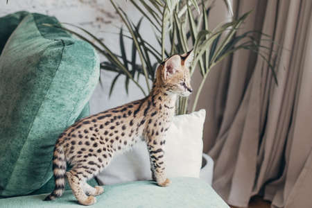 Serval wild cat at home interior. African spotted kitten. Yellow golden fur with black dot and big fluffy ears. Cute savannah cat. Funny adorable pets at cozy home. Postcard concept.の写真素材
