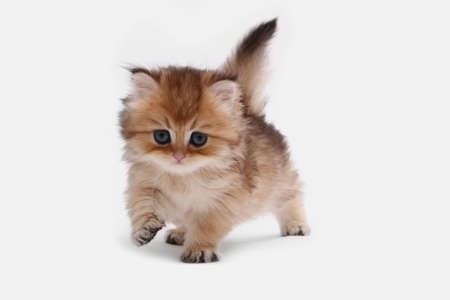 British longhair kitten on white background with green leaves. Golden chinchilla highlander. Cute fluffy kitten . Pets at cozy home. Top view web banner. Funny adorable pets cats. Postcard concept.の写真素材