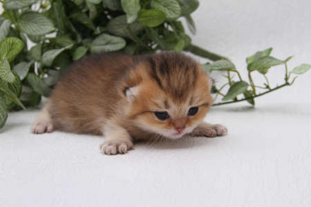 British shorthair kitten of golden color on white background and green leaves. Cute red chinchilla kitten. Pets at cozy home. Top down view web banner. Funny adorable pets cats. Postcard concept.の写真素材