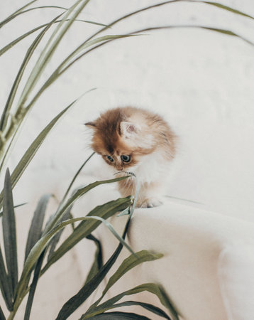 British longhair kitten on white background with green leaves. Golden chinchilla highlander. Cute fluffy kitten . Pets at cozy home. Top view web banner. Funny adorable pets cats. Postcard concept.の写真素材