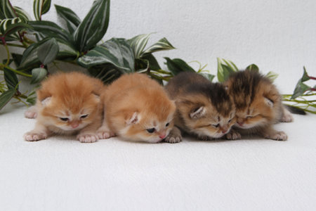 British longhair kittens on white background with green leaves. Golden chinchilla highlander. Cute fluffy kitten . Pets at cozy home. Top view web banner. Funny adorable pets cats. Postcard concept.の写真素材