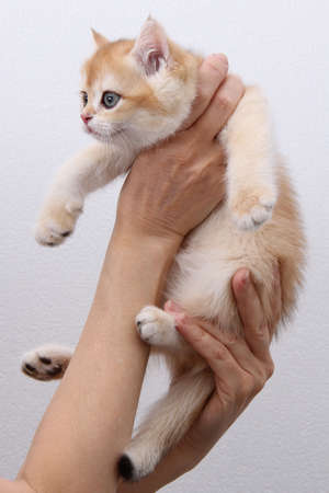 British shorthair kitten of golden color on white background and green leaves. Cute red chinchilla kitten. Pets at cozy home. Top down view web banner. Funny adorable pets cats. Postcard concept.の写真素材