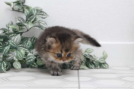 British longhair kitten on white background with green leaves. Golden chinchilla highlander. Cute fluffy kitten . Pets at cozy home. Top view web banner. Funny adorable pets cats. Postcard concept.の写真素材