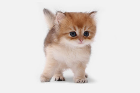 British longhair kitten on white background with green leaves. Golden chinchilla highlander. Cute fluffy kitten . Pets at cozy home. Top view web banner. Funny adorable pets cats. Postcard concept.の写真素材