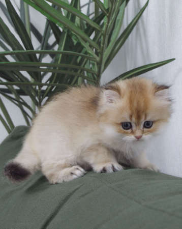 British longhair kitten on white background with green leaves. Golden chinchilla highlander. Cute fluffy kitten . Pets at cozy home. Top view web banner. Funny adorable pets cats. Postcard concept.の写真素材
