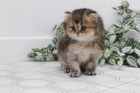British longhair kitten on white background with green leaves. Golden chinchilla highlander. Cute fluffy kitten . Pets at cozy home. Top view web banner. Funny adorable pets cats. Postcard concept.の写真素材