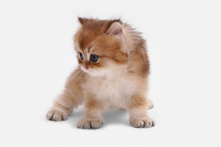 British longhair kitten on white background with green leaves. Golden chinchilla highlander. Cute fluffy kitten . Pets at cozy home. Top view web banner. Funny adorable pets cats. Postcard concept.の写真素材