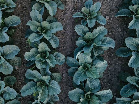 Fresh green cabbage in the farm field. Landscape aerial view of a freshly growing cabbages heads in line. Vivid agriculture field in rural area top view or drone shot. Background or texture banner.の写真素材