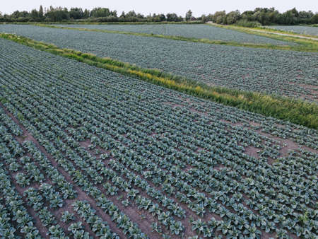 Fresh green cabbage in the farm field. Landscape aerial view of a freshly growing cabbages heads in line. Vivid agriculture field in rural area top view or drone shot. Background or texture banner.の写真素材