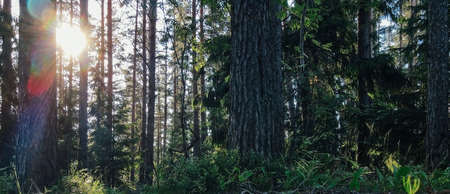 Peat and cones in a clearing of a coniferous forest. Seasonal natural backdrop with bokeh, sun flare and shallow depth of field. Close-up with space for text and selective focusの写真素材