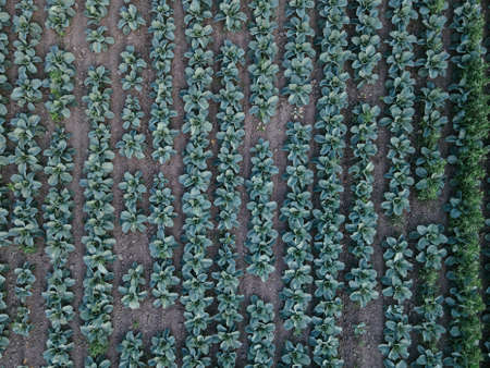 Fresh green cabbage in the farm field. Landscape aerial view of a freshly growing cabbages heads in...