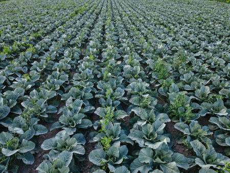 Fresh green cabbage in the farm field. Landscape aerial view of a freshly growing cabbages heads in line. Vivid agriculture field in rural area top view or drone shot. Background or texture banner.の写真素材