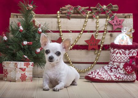 Chihuahua in the New Year's interior. A small dog of the Chihuahua breed lies on a wooden textured tabletop and looks straight. Around Chihuahua Christmas toys, decorations. In the corner is a small tree.の写真素材