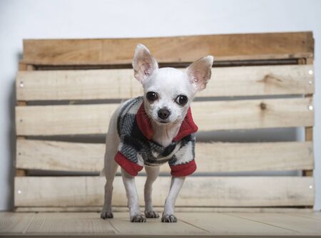 A white Chihuahua breed dog dressed in an English-style jacket stands against the light boards and looks straight ahead. Photo taken in the studioの写真素材