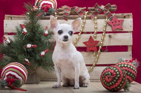 Chihuahua in the New Year's interior. A small dog of Chihuahua breed sits on a wooden textured countertop and looks away. Around Chihuahua Christmas toys, decorations. In the corner is a small tree.の写真素材