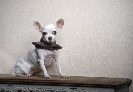 A small white-breed Chihuahua dog sits on a wooden textured shelf against a wall and carefully looks directly. On the neck of the dog is a brown bow tie. A studio shotの写真素材