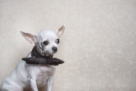 A small white Chihuahua dog is sitting and looking straight. A dog has a bow tie on his neck. Studio shotの写真素材