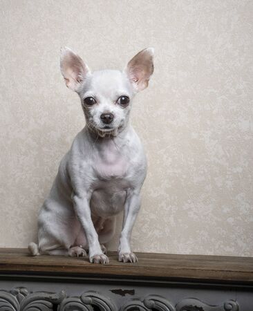 A small white-breed Chihuahua breed dog sits on a wooden textured shelf against a wall and looks carefully. Studio photographyの写真素材