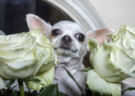 A small dog of the Chihuahua breed looks up looking out among the buds of white roses. On the buds are small droplets of dew.の写真素材