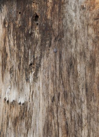 wooden boards. Light wooden textured old wound boards. Vertical frame.の写真素材