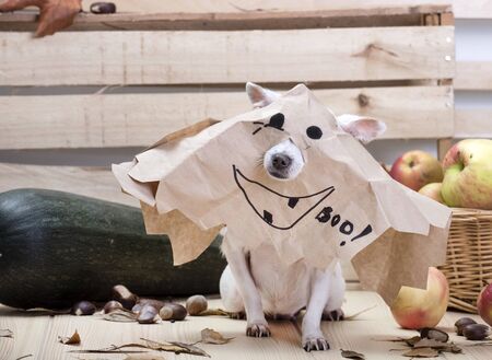 Dog Chihuahua breed on Halloween. A small dog of Chihuahua breed is sitting on a wooden textured light table. A mask for Halloween is put on the dogs head, around apples, zucchini, autumn leavesの写真素材