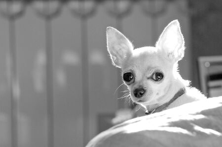 Black-white portrait of a Chihuahua breed dog. Close-up. The dog looks straight into the lens with a squintの写真素材