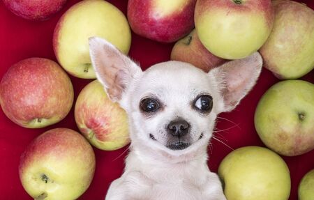 Chihuahua among the apples. A dog of the Chihuahua breed lies on its back among ripe apples. Close-up portrait. Selfie Chihuahua.の写真素材
